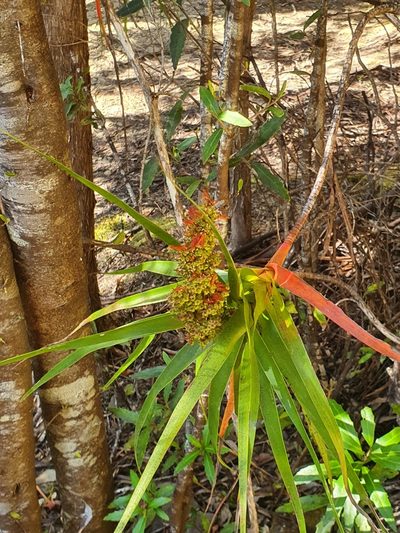 Richea dracophylla, photographed by Yoav Daniel Bar-Ness
