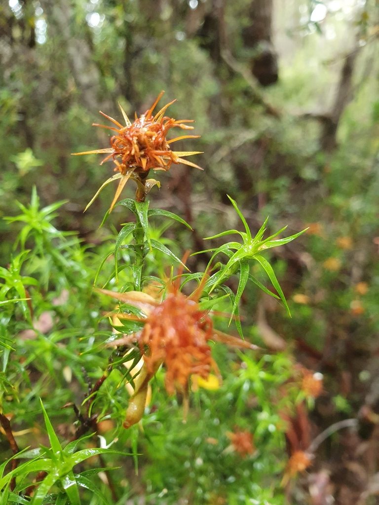 Richea procera, photographed by Yoav Daniel Bar-Ness