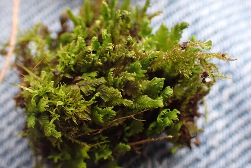 Fissidens subbasilaris, photographed by John Kees