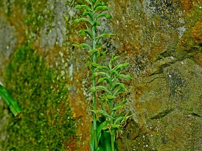 Habenaria stenopetala, photographed by Jacy Chen