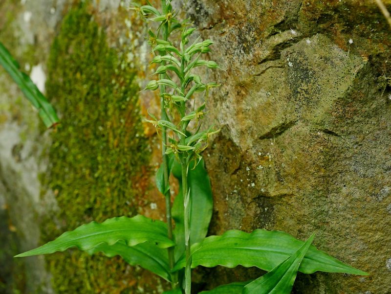 Habenaria stenopetala, photographed by Jacy Chen