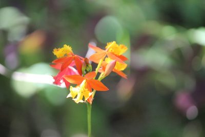 Epidendrum radicans, photographed by Ashwin Srinivasan