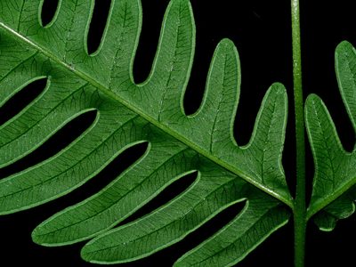Pteris biaurita, photographed by Jacy Chen