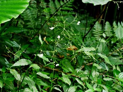 Aneilema scaberrimum, photographed by Jacy Chen