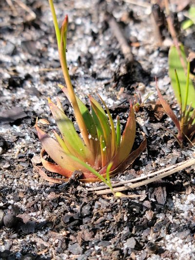 Xyris flabelliformis, photographed by Jay Horn
