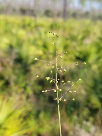 Dichanthelium portoricense, photographed by Jay Horn