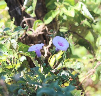 Ipomoea batatas, photographed by Ashwin Srinivasan