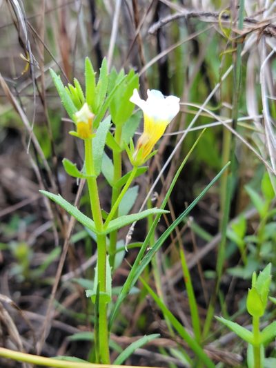 Gratiola ramosa, photographed by Jay Horn