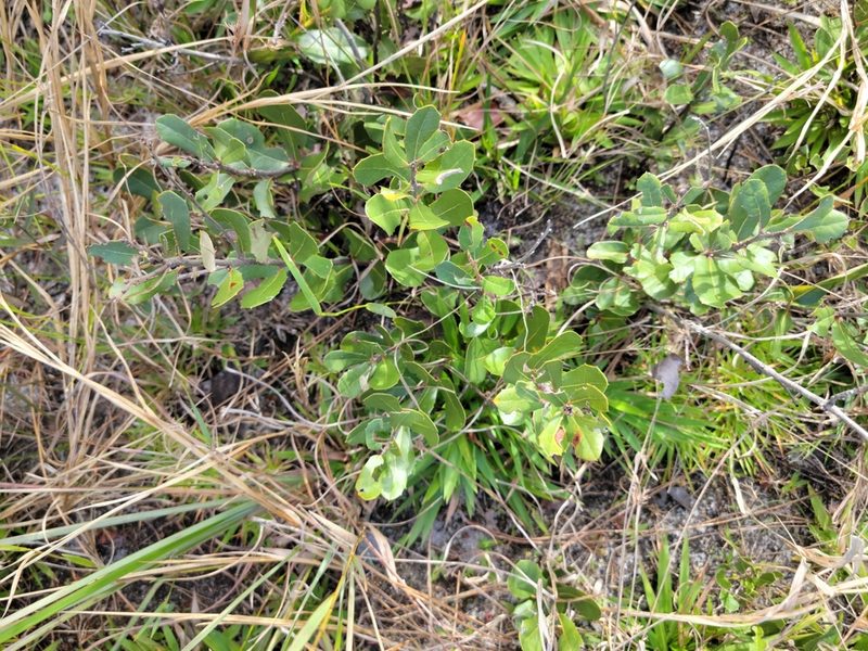 Quercus minima, photographed by Jay Horn