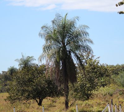 Acrocomia aculeata