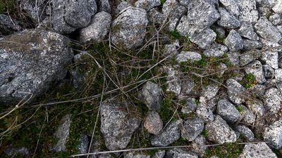 Coprosma cheesemanii, photographed by Sarah Richardson