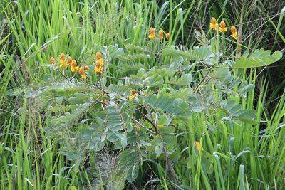 Senna reticulata, photographed by Ashwin Srinivasan