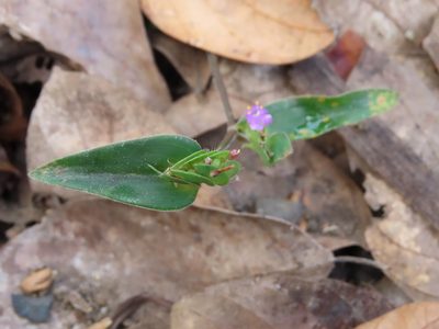 Cyanotis cristata
