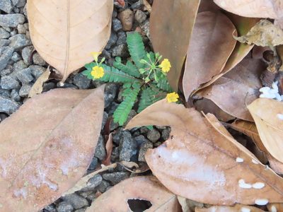 Biophytum sensitivum, photographed by Navaneeth Sini George