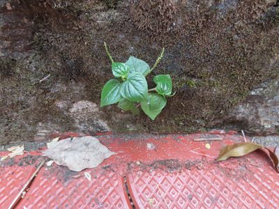 Peperomia pellucida, photographed by Navaneeth Sini George