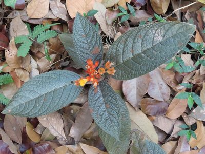 Chrysothemis pulchella, photographed by Navaneeth Sini George