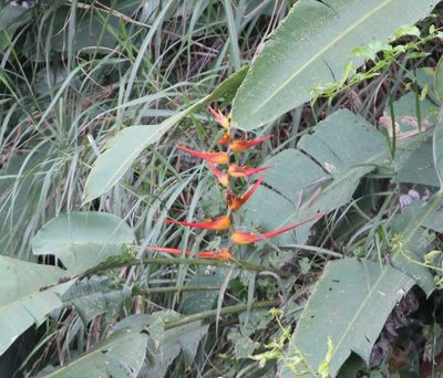 Heliconia latispatha, photographed by Ashwin Srinivasan