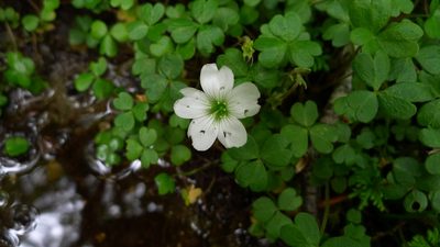 Oxalis magellanica, photographed by Sarah Richardson