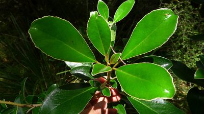 Brachyglottis elaeagnifolia, photographed by Sarah Richardson