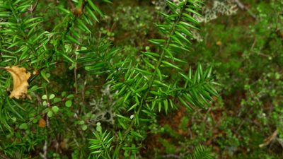 Podocarpus acutifolius, photographed by Sarah Richardson