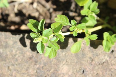 Amaranthus blitum, photographed by Joe Dillon