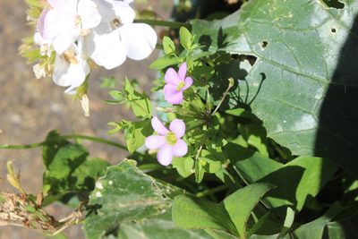 Oxalis latifolia, photographed by Joe Dillon