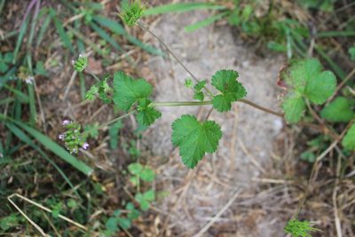 Pelargonium inodorum, photographed by Joe Dillon