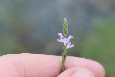 Verbena officinalis, photographed by Joe Dillon