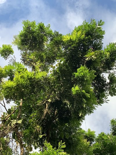 Dilodendron costaricense, photographed by Ashwin Srinivasan