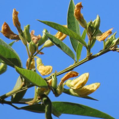 Cajanus cajan, photographed by Maria Janeiro