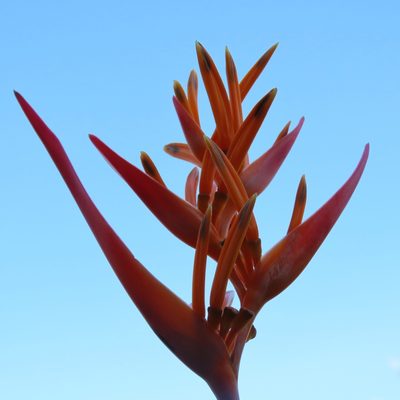Heliconia psittacorum, photographed by Maria Janeiro
