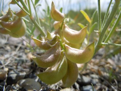 Astragalus geyeri, photographed by Matt Lavin