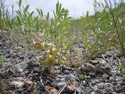 Astragalus geyeri, photographed by Matt Lavin