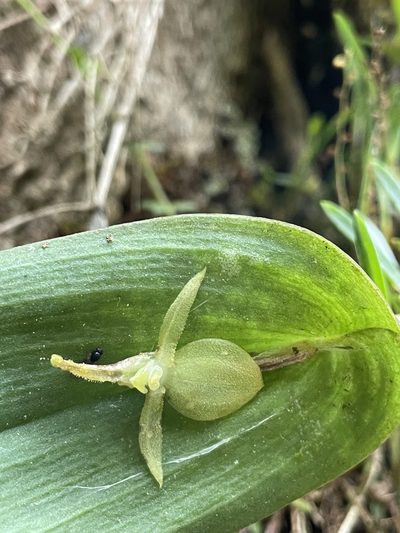 Pleurothallis apopsis, photographed by Diego F. Cisneros-Heredia