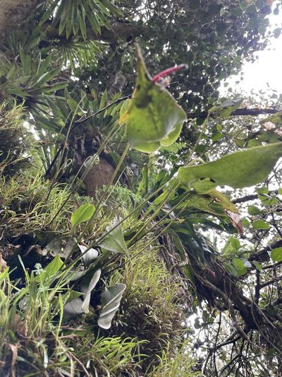 Pleurothallis apopsis, photographed by Diego F. Cisneros-Heredia