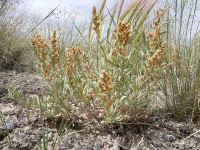 Atriplex gardneri, photographed by Matt Lavin