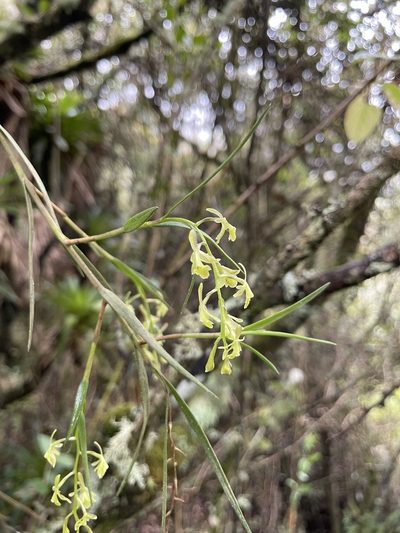 Epidendrum angustissimum, photographed by Diego F. Cisneros-Heredia