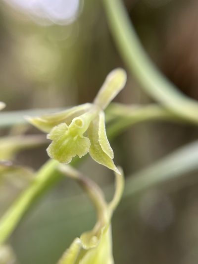 Epidendrum angustissimum, photographed by Diego F. Cisneros-Heredia