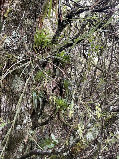 Epidendrum angustissimum, photographed by Diego F. Cisneros-Heredia