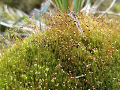 Catoscopium nigritum, photographed by rosaceae_roberts