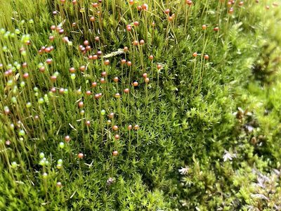 Catoscopium nigritum, photographed by rosaceae_roberts