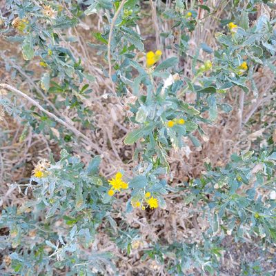 Isocoma acradenia, photographed by Dan Horowitz