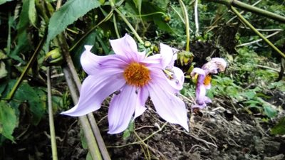 Dahlia imperialis, photographed by Eduardo A. Bolaños Vargas