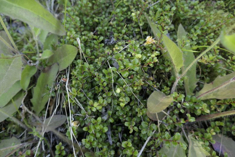 Gaultheria depressa, photographed by Zac Sanson
