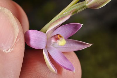 Thelymitra hatchii, photographed by Pieter Pelser