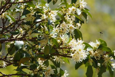 Illicium anisatum, photographed by harum.koh