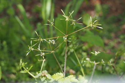 Osmorhiza aristata, photographed by harum.koh
