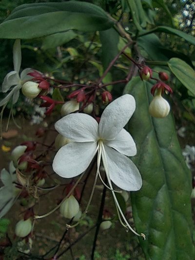 Clerodendrum schmidtii, photographed by Meehir Pawar