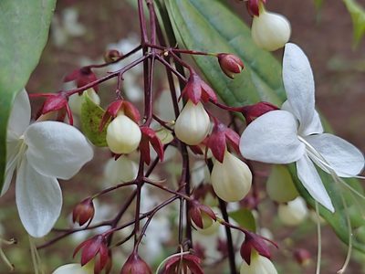 Clerodendrum schmidtii, photographed by Meehir Pawar