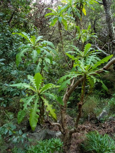 Sonchus fruticosus, photographed by Thibaud Aronson